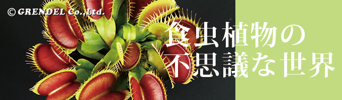 食虫植物の不思議な世界