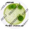 植物プランクトン図鑑