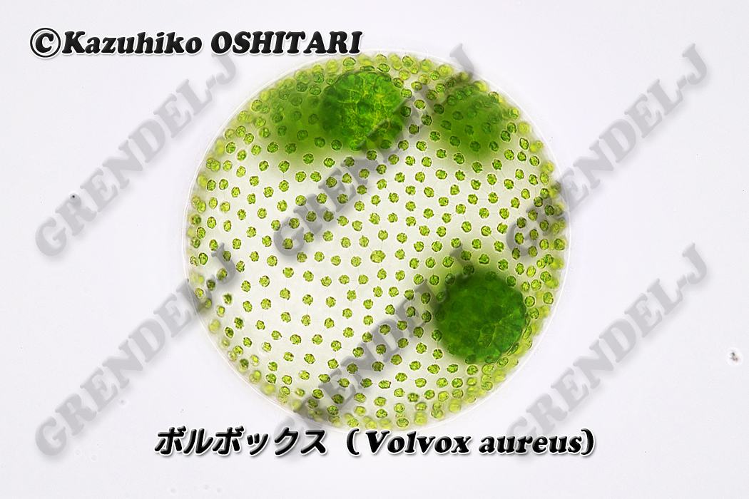 ボルボックス グレンデル微生物図鑑