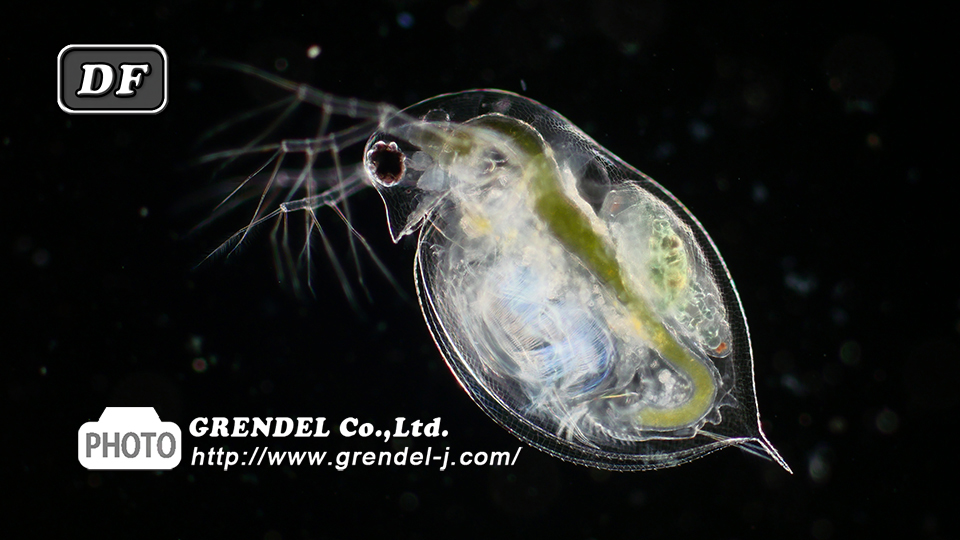 ミジンコ 顕微鏡観察シリーズ｜ミジンコの仲間 | 顕微鏡撮影・映像制作・顕微鏡