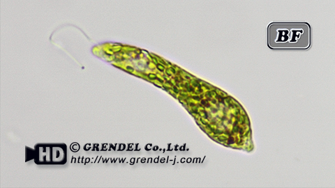 Euglena_01